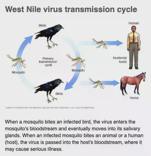 West-Nile-virus-transmission-cycle.webp